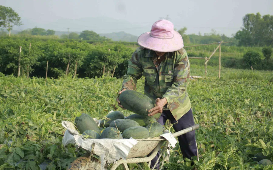 Dưa thu hoạch tháng 5 bị rớt giá
