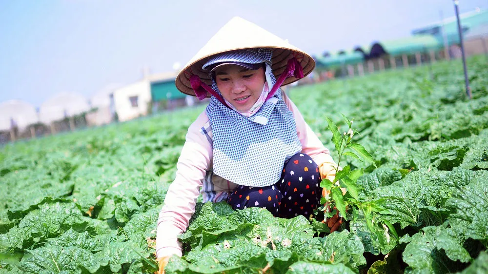 Sơ kết sản xuất trồng trọt năm 2018 các tỉnh duyên hải Nam Trung Bộ và Tây Nguyên