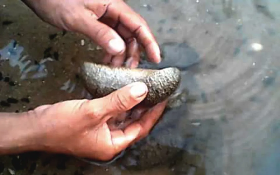 nuôi hải sâm