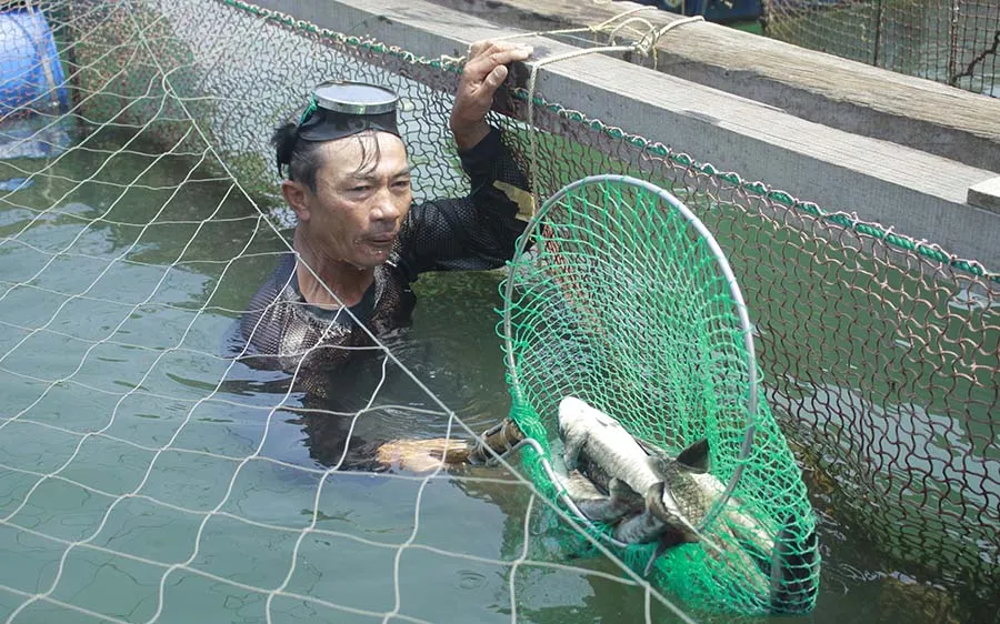 Cá chết tại cảng Dung Quất