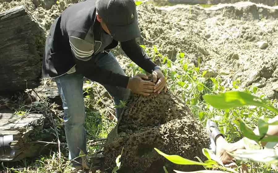 Cận cảnh lên rừng đào mối về “vỗ béo” cho gà