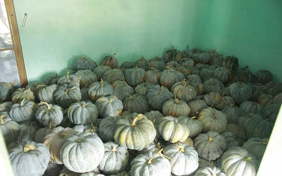 bí đỏ chất đầy nhà vì bán không được