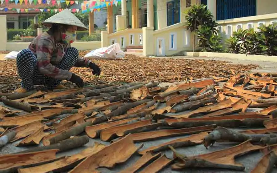 Quảng Ngãi: Dân đổ xô trồng quế