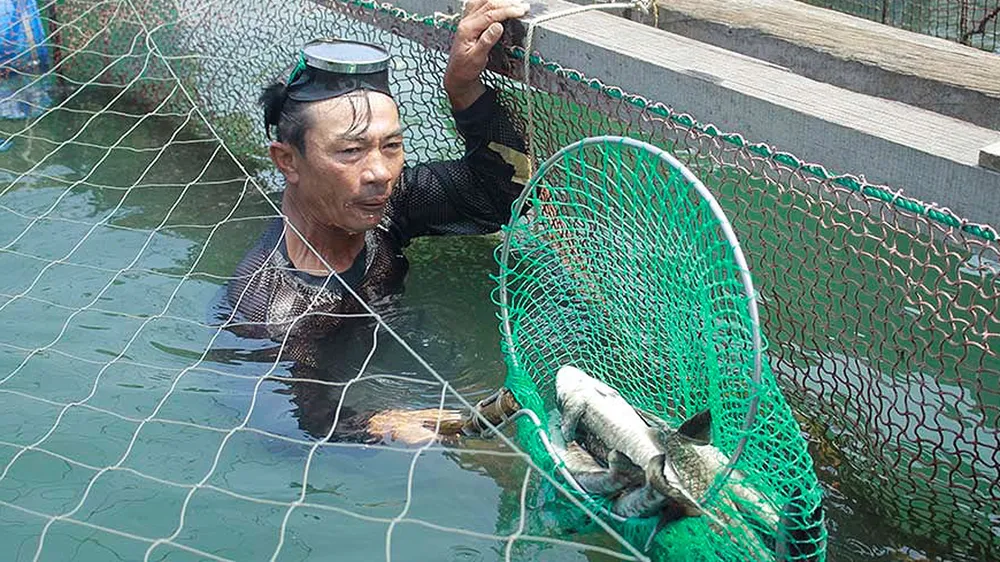 Cá bớp chết hàng loạt ở Quảng Ngãi