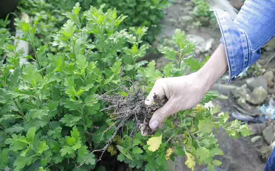 Người trồng hoa tết Quảng Ngãi lo lắng vì cây chậm phát triển