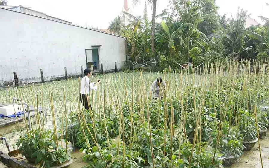 Trồng hoa tết trên đảo Lý Sơn (Quảng Ngãi)
