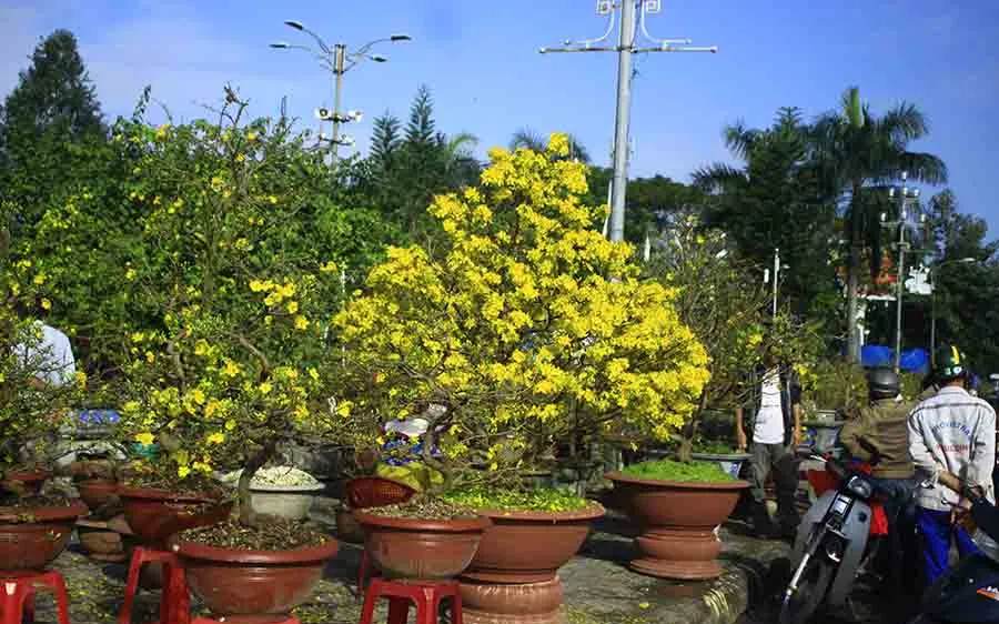 Chợ hoa tết ở Quảng Ngãi