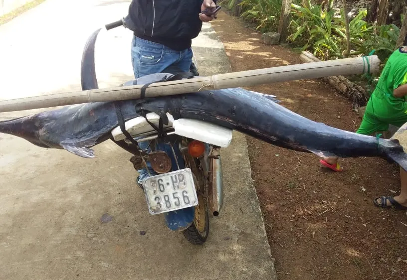 Cá cờ gòn dài hơn 1,5m 
