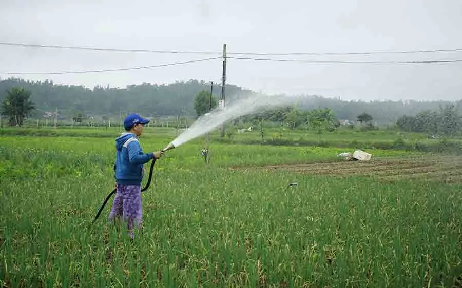Quảng Ngãi: Rau xanh tăng giá mở chợ đầu năm