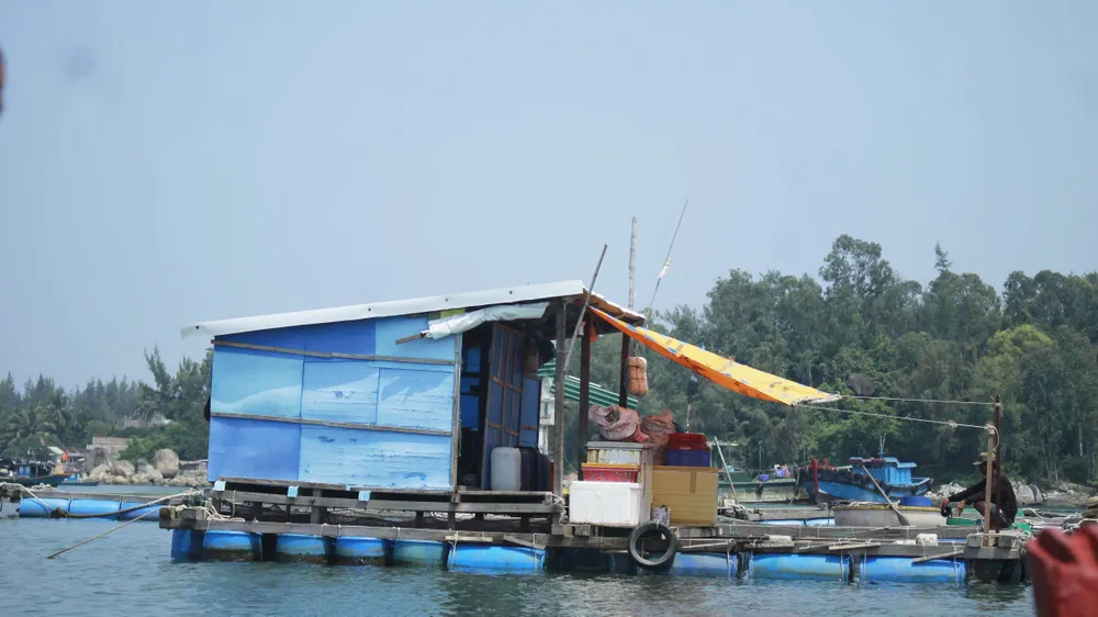 Giải quyết dứt điểm nuôi cá lồng bè tự phát tại khu vực biển và sông Trà Bồng (Quảng Ngãi)