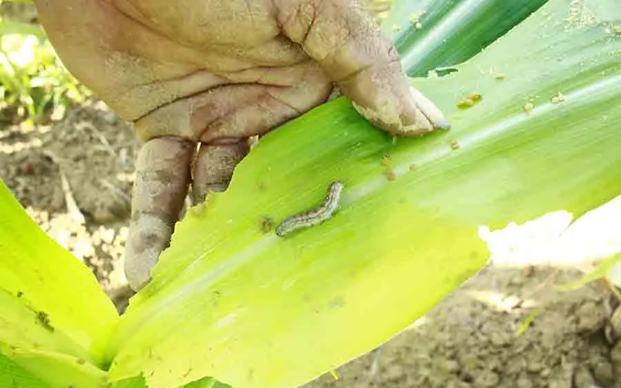  “Kẻ hủy diệt” sâu keo mùa thu gây hại cây bắp ở Quảng Ngãi