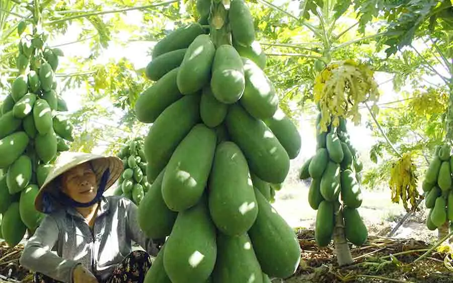 Vườn đu đủ xanh ngắt trĩu trái ở Quảng Ngãi