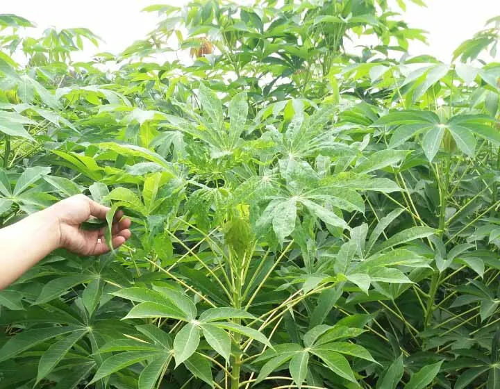57ha khoai mì của nông dân Quảng Ngãi bị bệnh khảm lá