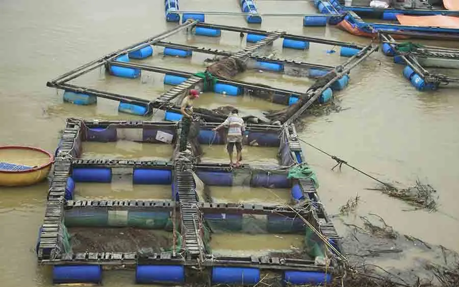 Lũ đổ bùn về, người nuôi cá chẽm sông Trà Bồng lo “cứu” cá