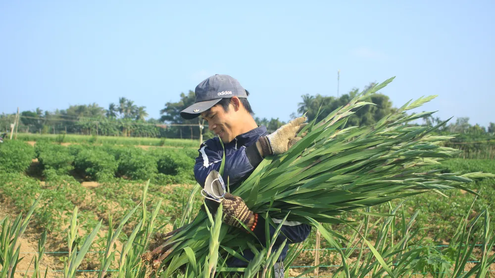 Hoa nở sớm, người dân Quảng Ngãi ngậm ngùi bán lỗ