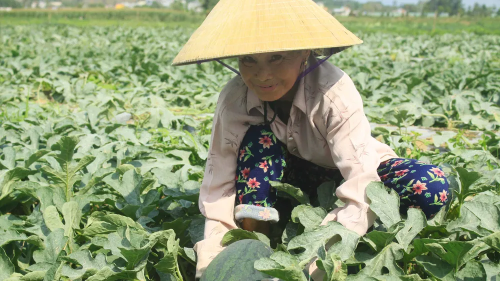 Quảng Ngãi: Dưa hấu nhích dần lên mức 4.000 đồng/kg