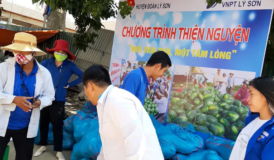 Dưa hấu ở Quảng Ngãi “giải cứu” đến bao giờ?