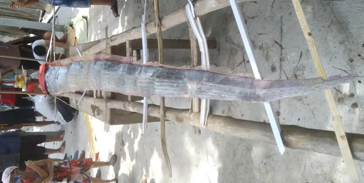 Cá hố dài 4m, nặng 15kg trôi dạt vào biển Quảng Ngãi là một con Oarfish Thái Bình Dương