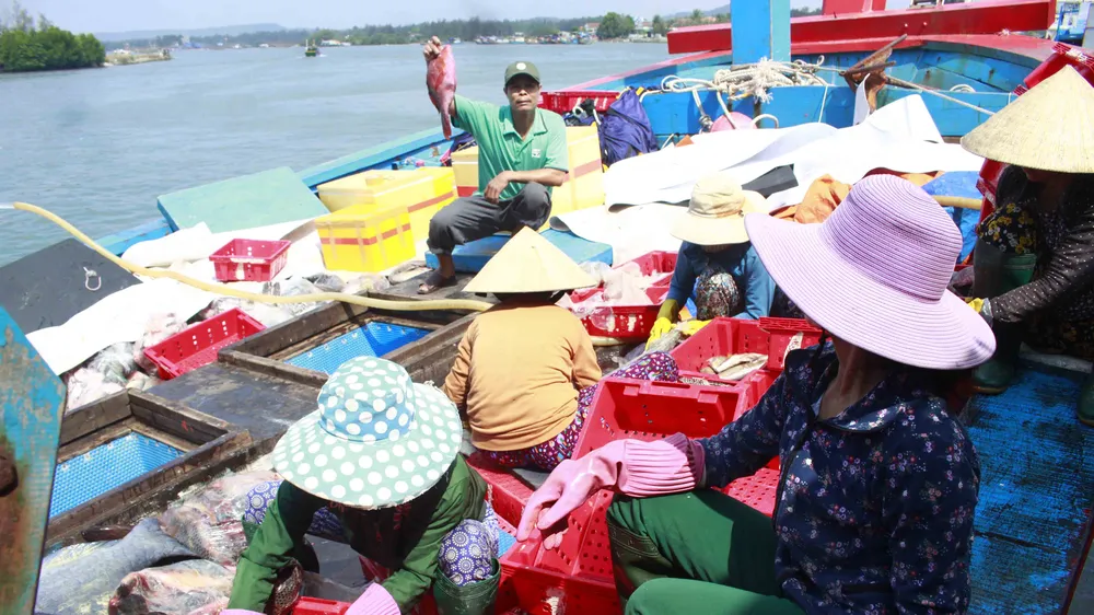 Quảng Ngãi: Hơn 1.100 tàu cá dài từ 15m được cấp giấy chứng nhận đủ điều kiện an toàn vệ sinh thực phẩm