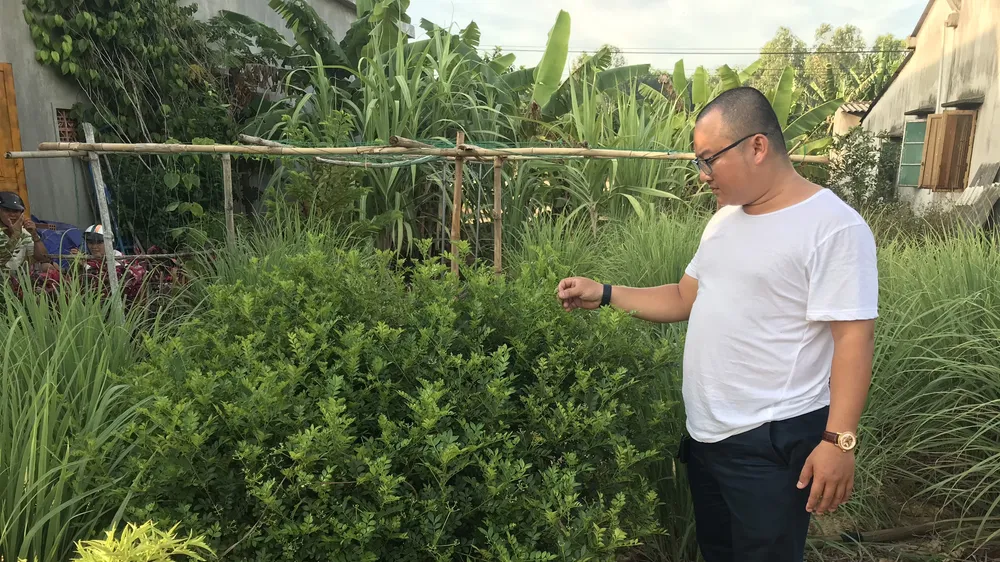 Thanh niên trồng loài cây sọ chó để bán lá khô thu tiền tỷ