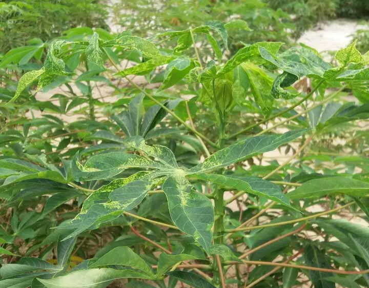 Hơn 3.600ha khoai mì tại Quảng Ngãi bị bệnh khảm lá