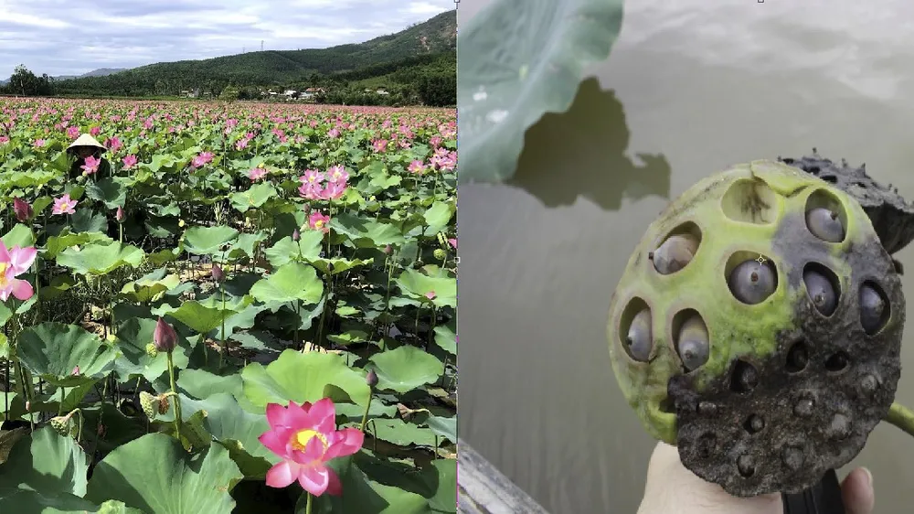 Quảng Ngãi: Xuất hiện tình trạng sen chết hàng loạt, người trồng sen lo lắng