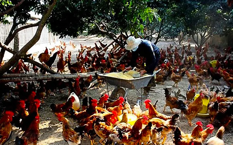 Quảng Ngãi tăng cường phòng, chống dịch bệnh gia súc, gia cầm