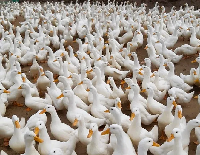 Quảng Ngãi: Dịch Cúm gia cầm A/H5N1 xảy ra hơn 2.200 con vịt