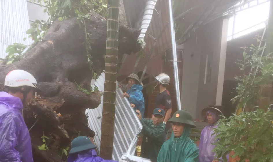 Quảng Ngãi: Cây đa 200 năm tuổi ngã đổ làm hư hỏng 1 nhà dân