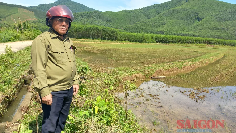  Nông dân Quảng Ngãi chống hạn “cứu” cây trồng