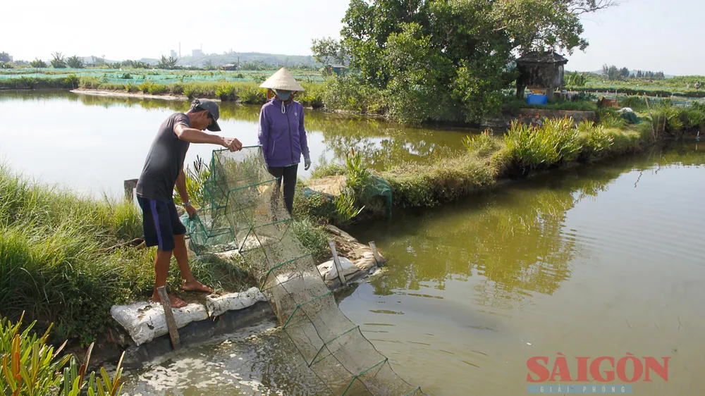 Quảng Ngãi: Nắng nóng, nguy cơ vụ nuôi trồng thủy sản ảm đạm