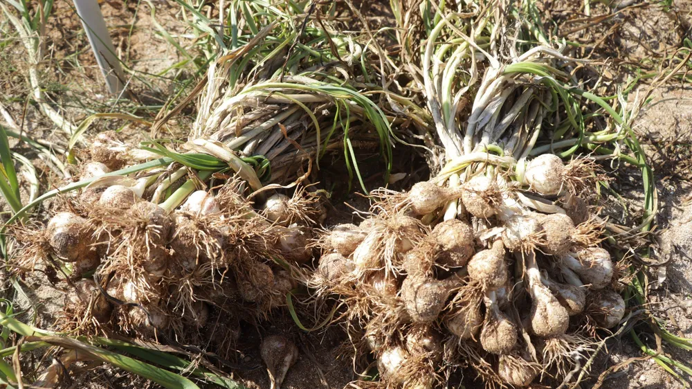 Giá tỏi tươi đảo Lý Sơn giảm mạnh 50.000 đồng/kg, năng suất thấp