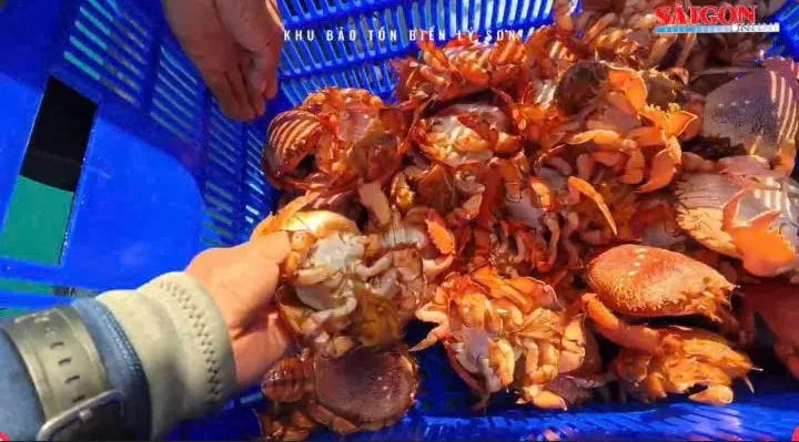 Thả 35 cá thể cua huỳnh đế mang trứng về khu phục hồi sinh thái đảo Lý Sơn, Quảng Ngãi