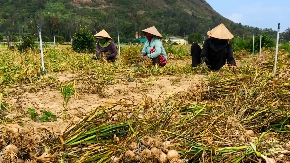 Tỏi Lý Sơn rớt giá chỉ còn 30.000 đồng/kg