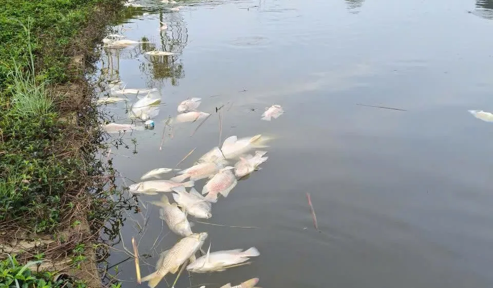 Làm rõ nguyên nhân cá chết hàng loạt ở hồ sinh thái tại Quảng Ngãi