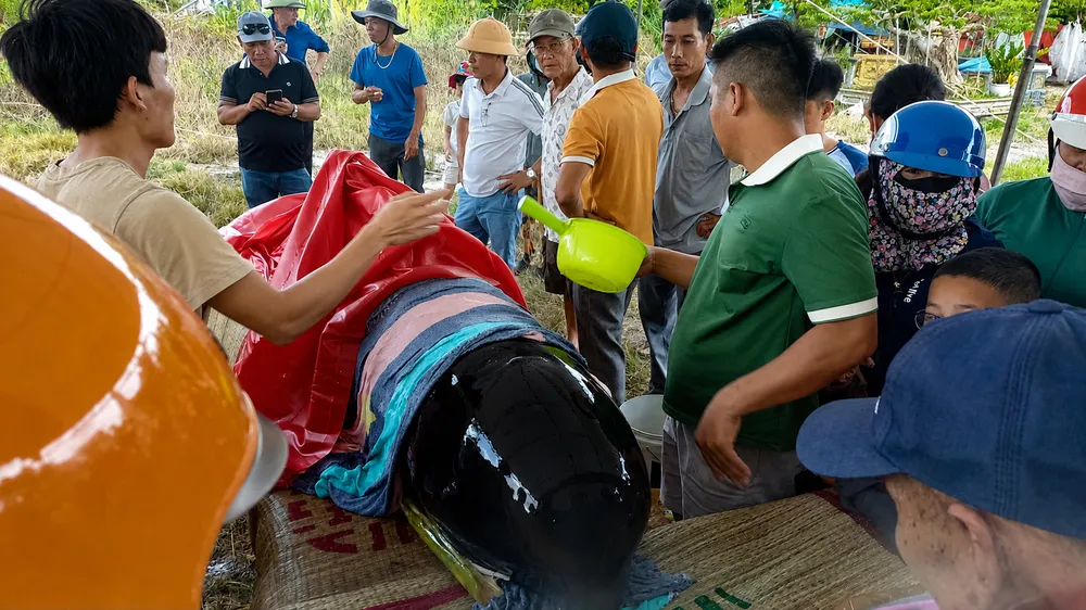 Phát hiện cá voi nặng 300kg dạt vào bờ biển ở Quảng Ngãi