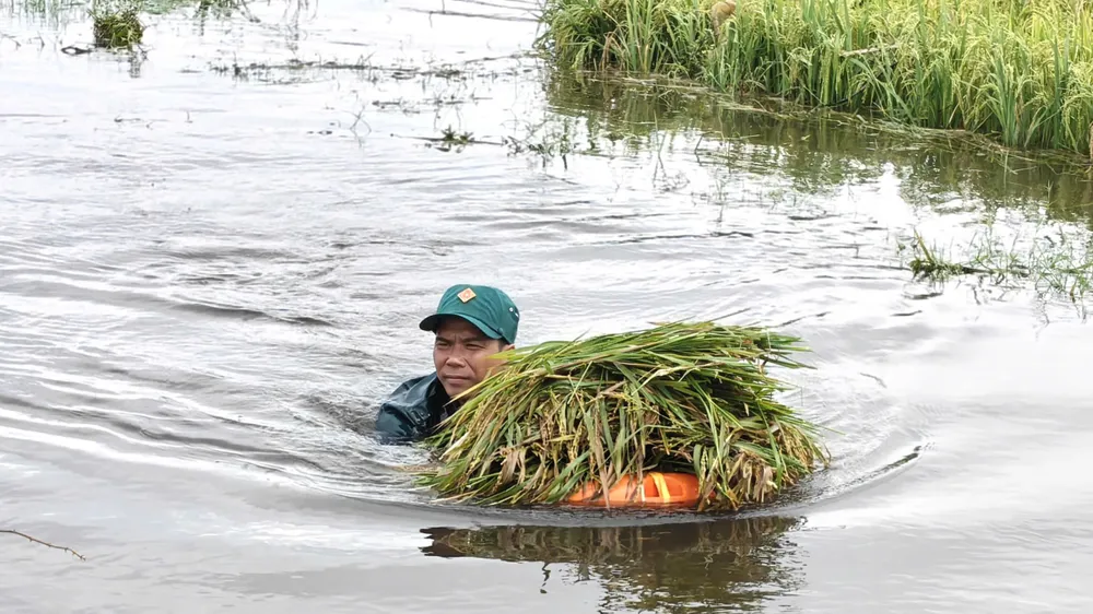 Mưa lớn gây ngập lúa, các lực lượng tại địa phương giúp dân thu hoạch 