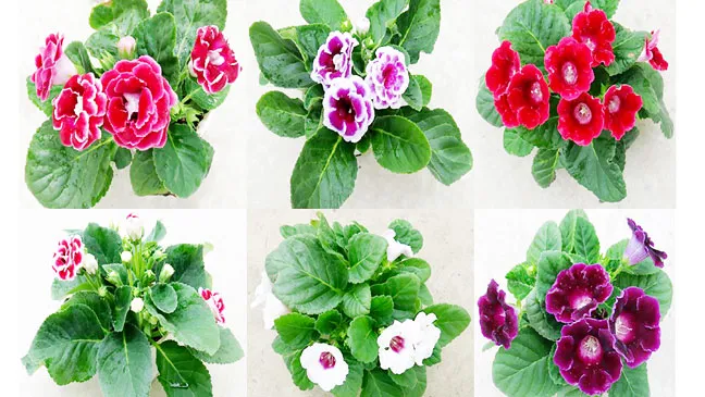 Bảo hộ giống cây trồng 