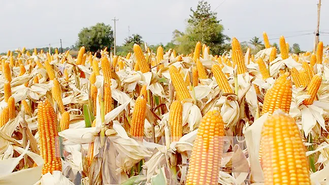 Khuyến khích sử dụng giống bắp mới để tăng năng suất