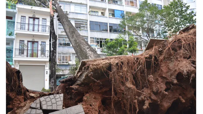 Cây cổ thụ bật gốc ngã đè trúng nhà 3 tầng ở TPHCM