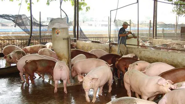 Chính sách hỗ trợ xây dựng công trình xử lý chất thải chăn nuôi