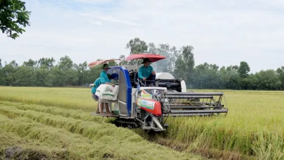 Trồng lúa công nghệ cao