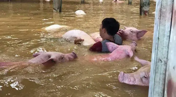 Xót xa khi lũ “nuốt” người và của