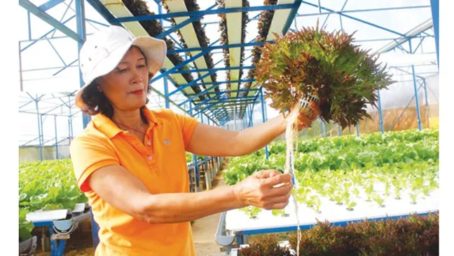 Ứng dụng công nghệ cao AutoPot cho nông nghiệp đô thị 