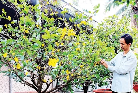 Trồng mai vàng