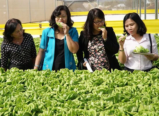 Đưa giám đốc trẻ thực tập nông nghiệp tại Nhật Bản