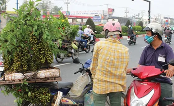 Cẩn trọng khi mua cây kiểng bán dạo