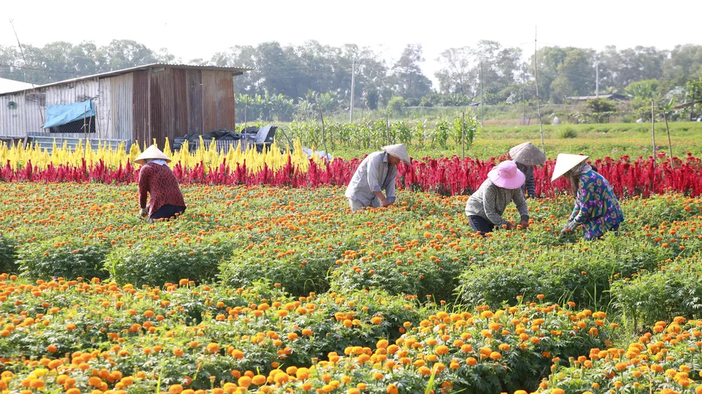 Làng hoa Tân Ba (Tân Uyên) nằm bên sông Đồng Nai sẽ là điểm tham quan mỗi dịp tết đến