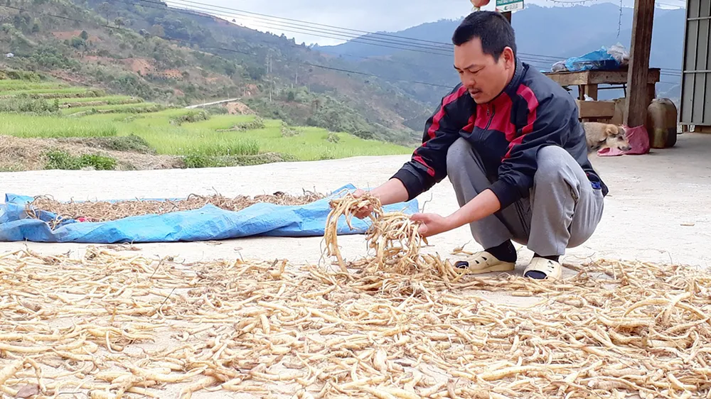 Măng Ri đổi đời từ sâm