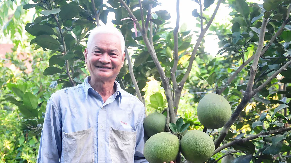 Trồng bưởi công nghệ cao